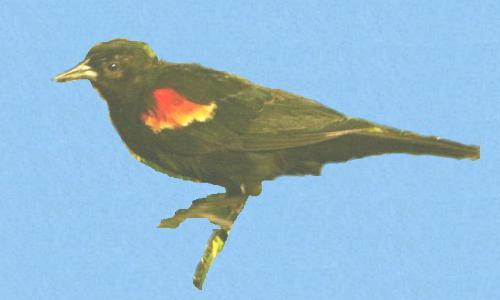 Red winged blackbird